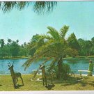 Florida Postcard Port Richey Pithlachascotee River