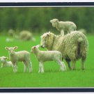 New Zealand Postcard Sheep Lambs On Camera 8 1/4" x 4 3/4"