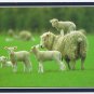 New Zealand Postcard Sheep Lambs On Camera 8 1/4" x 4 3/4"