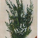 Scotland Postcard White Heather For Luck Waterloo Series