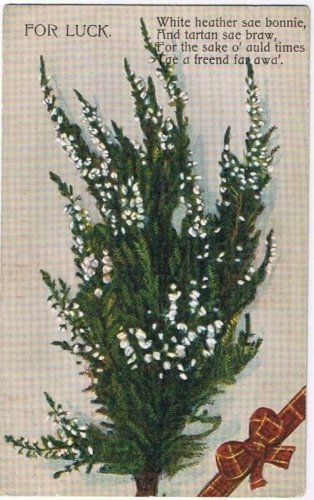 Scotland Postcard White Heather For Luck Waterloo Series
