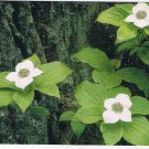 Nature Postcard Mountain Bunchberry Yellowstone Rockies Large Card