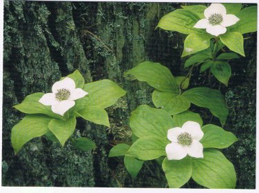 Nature Postcard Mountain Bunchberry Yellowstone Rockies Large Card