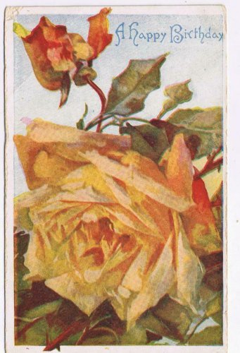 Greetings Postcard Birthday Large Yellow Rose Of Friendship Undivided Back