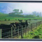 New Zealand Postcard Farm Scene Cattle Kaikoura Mountains 8 1/4" x 4 3/4"