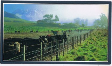 New Zealand Postcard Farm Scene Cattle Kaikoura Mountains 8 1/4" x 4 3/4"