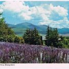 New Hampshire Postcard Lupine Blossoms Presidential Range