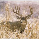 Animal Postcard Mule Deer Muleys Rocky Mountain National Park