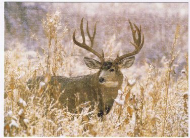 Animal Postcard Mule Deer Muleys Rocky Mountain National Park