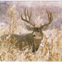 Animal Postcard Mule Deer Muleys Rocky Mountain National Park
