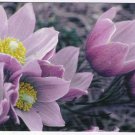 Animal Postcard Pasqueflower Anemone Patens Rocky Mountain National Park
