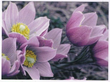 Animal Postcard Pasqueflower Anemone Patens Rocky Mountain National Park
