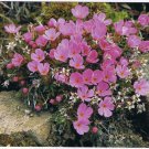 Nature Postcard Mountain Douglasia Wildflowers Yellowstone Rockies Large Card
