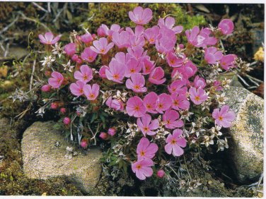 Nature Postcard Mountain Douglasia Wildflowers Yellowstone Rockies Large Card