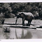 Kenya Postcard Animal Elephant African Wildlife