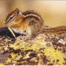 Animal Postcard Chipmunk Rocky Mountain National Park