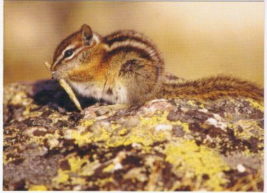 Animal Postcard Chipmunk Rocky Mountain National Park