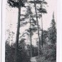 Minnesota Postcard RPPC Duluth Lester Park Smaller Card