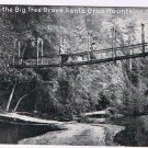 California Postcard Big Tree Groce Bridge Santa Cruz Mountains 1908