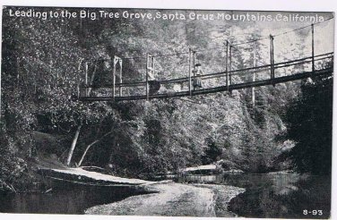 California Postcard Big Tree Groce Bridge Santa Cruz Mountains 1908