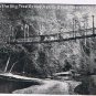 California Postcard Big Tree Groce Bridge Santa Cruz Mountains 1908