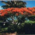 Hawaii Postcard Flame Tree Royal Poinciana Blossoms
