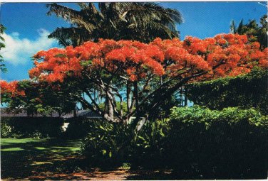 Hawaii Postcard Flame Tree Royal Poinciana Blossoms
