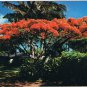 Hawaii Postcard Flame Tree Royal Poinciana Blossoms