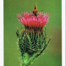 Nature Postcard Wild Flowers Bull Thistle Skipper Butterfly 1998