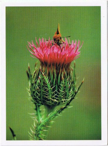 Nature Postcard Wild Flowers Bull Thistle Skipper Butterfly 1998
