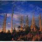 North Carolina Postcard Snags On Mt Mitchell Blue Ridge Parkway Large Card