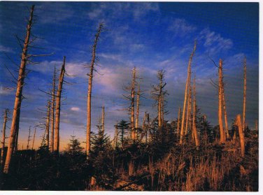 North Carolina Postcard Snags On Mt Mitchell Blue Ridge Parkway Large Card