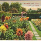 British Columbia Postcard Victoria CPR Empress Hotel Gardens Sunflowers