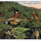Oregon Postcard Chinese Pheasants Famous Oregon Game Bird 1908 Portland Postcard