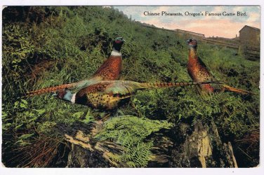 Oregon Postcard Chinese Pheasants Famous Oregon Game Bird 1908 Portland Postcard