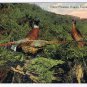 Oregon Postcard Chinese Pheasants Famous Oregon Game Bird 1908 Portland Postcard