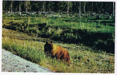 British Columbia Postcard Brown Bear Kootenay National Park