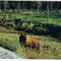 British Columbia Postcard Brown Bear Kootenay National Park