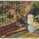 Florida Postcard Miami Parrot Jungle Susie Capupuchine Monkey Getting A Nut