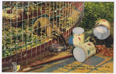 Florida Postcard Miami Parrot Jungle Susie Capupuchine Monkey Getting A Nut