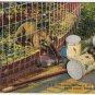 Florida Postcard Miami Parrot Jungle Susie Capupuchine Monkey Getting A Nut