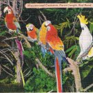 Florida Postcard Miami Parrot Jungle Macaws & Cockatoo