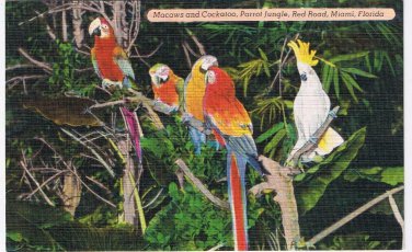 Florida Postcard Miami Parrot Jungle Macaws & Cockatoo