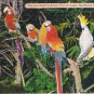 Florida Postcard Miami Parrot Jungle Macaws & Cockatoo