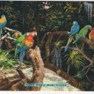 Florida Postcard Miami Parrot Jungle Macaws & Cockatoo On Rustic Bridge