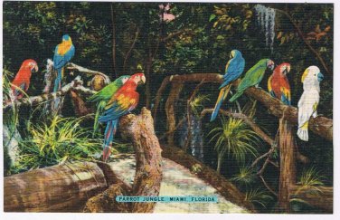 Florida Postcard Miami Parrot Jungle Macaws & Cockatoo On Rustic Bridge