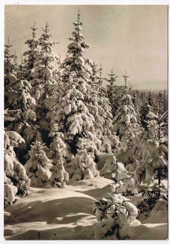 Germany Postcard RPPC Merry Christmas & Happy New Year