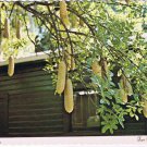 Florida Postcard Fort Myers Sausage Tree Edison Winter Home