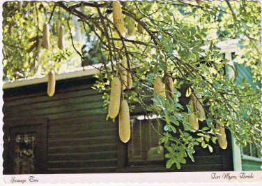 Florida Postcard Fort Myers Sausage Tree Edison Winter Home