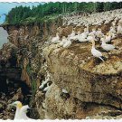 Quebec Postcard Perce Bonaventure Island Bird Sanctuary